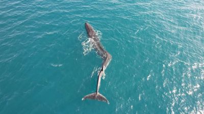 Опубликованы редчайшие кадры огромного кита со сколиозом / Видео — новости экологии на ECOportal