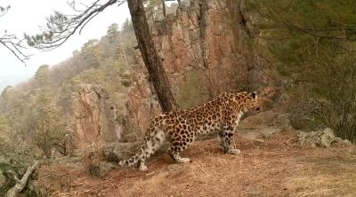 Правильная зарядка от дальневосточного леопарда / Видео - новости экологии на ECOportal