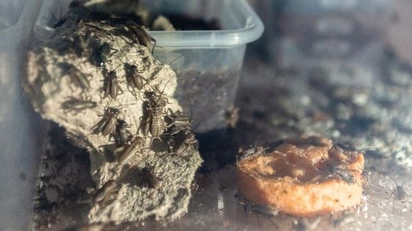 Российские ученые разрабатывают пищевые добавки из сверчков и тараканов 0