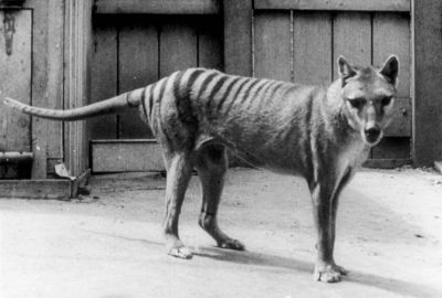 Тасманские тигры вымерли не в середине XX века, а гораздо позже - новости экологии на ECOportal