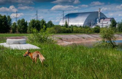 Ученые: Чернобыль превратился в огромный заповедник - новости экологии на ECOportal