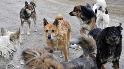 В Астрахани бродячие собаки загрызли троих местных жителей / Видео - новости экологии на ECOportal