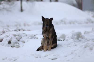 ЗакС предложили обязать полицию штрафовать владельцев опасных собак за прогулки без намордника - новости экологии на ECOportal