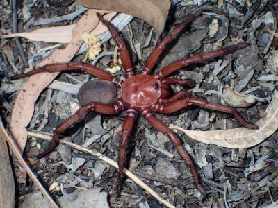 Здравствуй и прощай: в Австралии открыли новый вид крупных подземных пауков, которому грозит вымирание - новости экологии на ECOportal