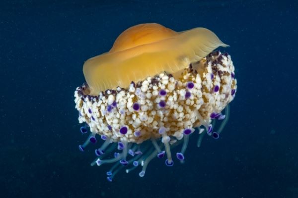 Неизведанный мир: эта необычная медуза похожа на яичницу-глазунью - новости экологии на ECOportal