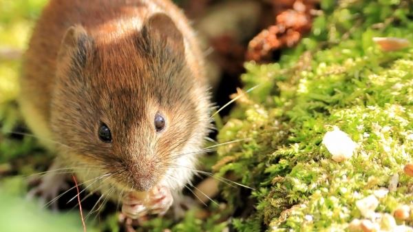 Ученые научились предсказывать очаги распространения «мышиной лихорадки»