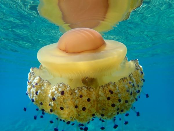 Неизведанный мир: эта необычная медуза похожа на яичницу-глазунью - новости экологии на ECOportal