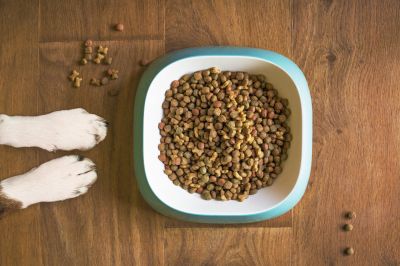 Веганы смогут кормить собак растительным кормом и не волноваться об их здоровье — новости экологии на ECOportal